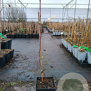 Rubus loganobaccus 50-60 cm 3,0L