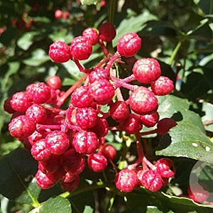 Zanthoxylum bungeanum 40-60 cm 2,0L