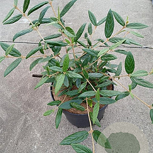 Viburnum 'Pragense' 50-60 cm 10L