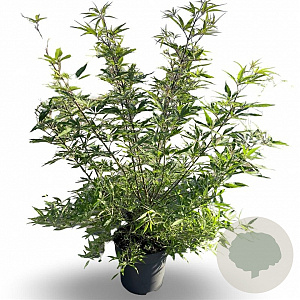 Vitex agnus-castus Delta Blues 60-70 cm 12L