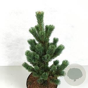 Pinus parviflora 'Shike-Shima' 30-40 cm 5,0L