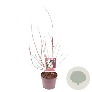 Deutzia lemoinei 40-50 cm 3,0L