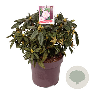 Rhododendron 'Brigitte' 40 cm 13L