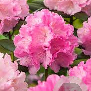 Rhododendron (Y) 'Polaris' 25-30 cm 5,0L