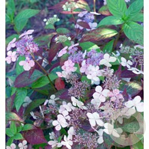 Hydrangea macrophylla 'Jogosaki' GM 2,0L