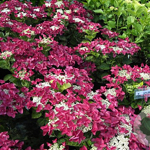 Hydrangea macrophylla 'Kardinal' GM 2,0L