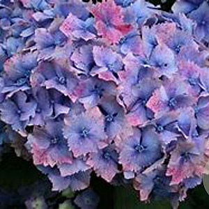 Hydrangea m. 'Altona' GM 2,0L