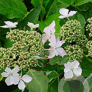 Hydrangea macrophylla 'Maculata' GM 2,0L
