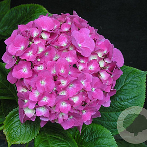 Hydrangea macrophylla 'Miss Belgium' GM 2,0L