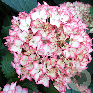 Hydrangea macrophylla 'Mirai' GM 2,0L