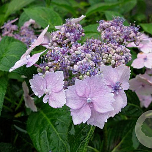 Hydrangea macrophylla 'Mariesii Lilacina' GM 2,0L