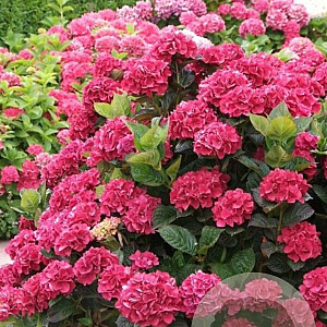 Hydrangea macrophylla 'Merveille Sanguinea' GM 2,0L