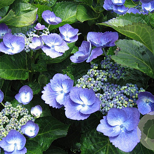 Hydrangea macrophylla 'Nachtigall' GM 2,0L