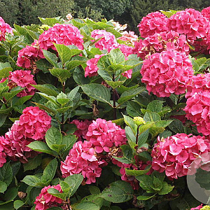 Hydrangea macrophylla 'Oregon Pride' GM 2,0L