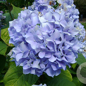 Hydrangea macrophylla 'Otaksa' GM 2,0L