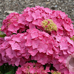 Hydrangea m. 'Ami Pasquier' GM 2,0L