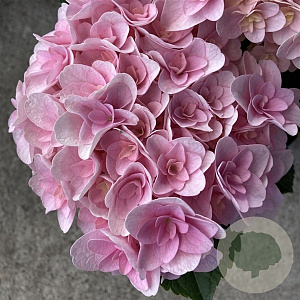 Hydrangea macrophylla 'Pink Dream' GM 2,0L