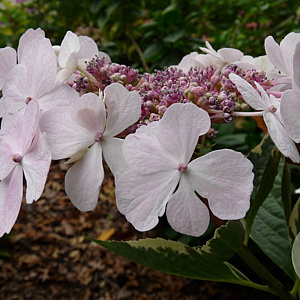 Hydrangea macrophylla 'Quadricolor' GM 2,0L