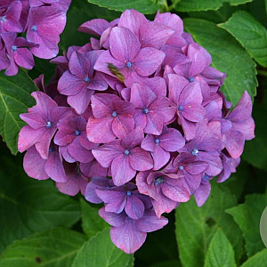 Hydrangea macrophylla 'Rheinland' GM 2,0L