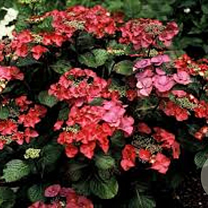Hydrangea macrophylla 'Rotkehlchen' GM 2,0L