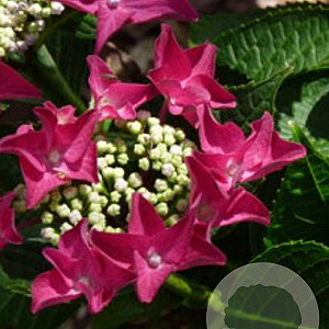 Hydrangea macrophylla 'Rotschwanz' GM 2,0L