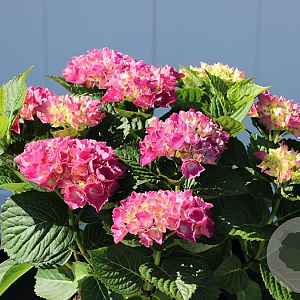 Hydrangea macrophylla 'SchÃ¶ne Bautznerin' GM 2,0L