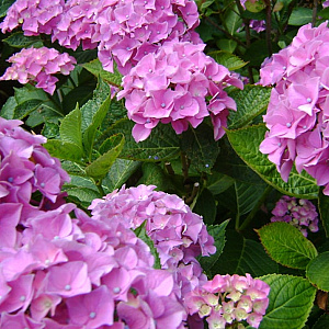 Hydrangea macrophylla 'Semperflorens' GM 2,0L