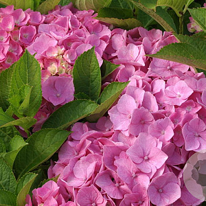 Hydrangea macrophylla 'Superbowl' GM 2,0L