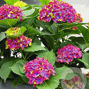 Hydrangea macrophylla 'Schloss Wackerbarth' GM 2,0L