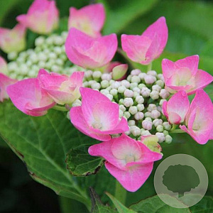 Hydrangea macrophylla 'Taube' GM 2,0L