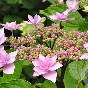 Hydrangea macrophylla 'Tambour Major' GM 2,0L