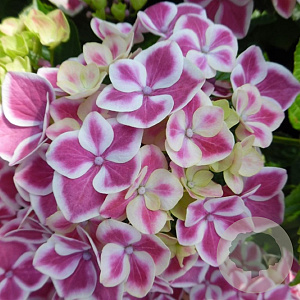 Hydrangea m. 'Bavaria' GM 2,0L