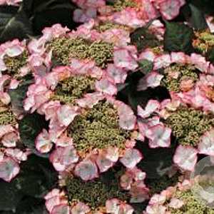 Hydrangea macrophylla 'Charme' GM 2,0L