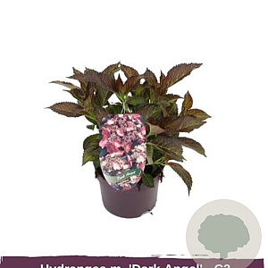 Hydrangea m. 'Dark Angel' GM 2,0L