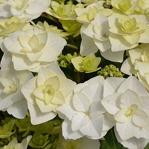Hydrangea m. Doppio Bianco GM 2,0L