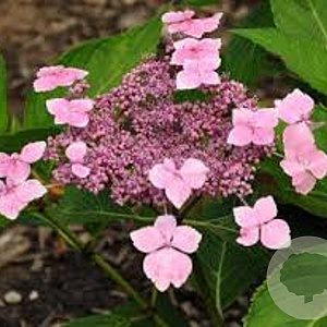 Hydrangea m. 'Dart's Songbird' GM 2,0L