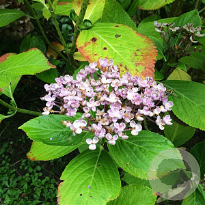 Hydrangea macrophylla 'Edouard d´Avdeew' GM 2,0L