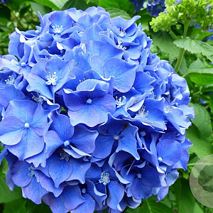 Hydrangea m. 'Enziandom' GM 2,0L