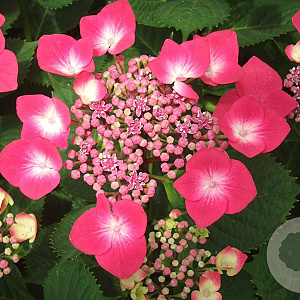 Hydrangea m. 'Geoffrey Chadbund' GM 2,0L
