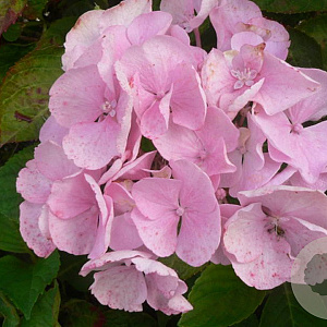 Hydrangea m. 'Hobella' GM 2,0L