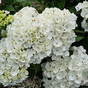 Hydrangea m. 'Holibel' GM 2,0L