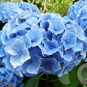 Hydrangea m. 'Homigo' GM 2,0L