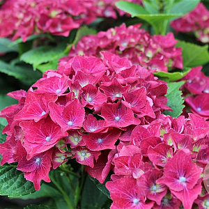 Hydrangea macrophylla Hot Red Violet GM 2,0L