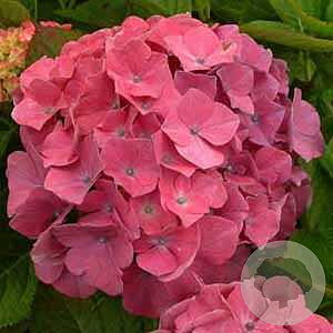 Hydrangea macrophylla 'King George V' GM 2,0L