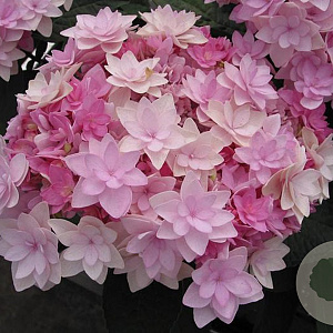 Hydrangea m. Passion GM 2,0L