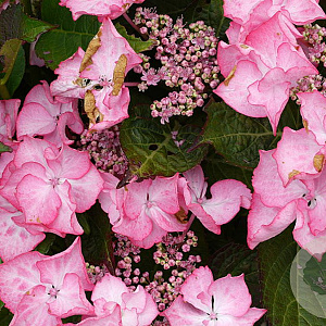 Hydrangea m. 'Sheila' GM 2,0L