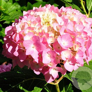 Hydrangea m. 'Shin-ozaki' GM 2,0L
