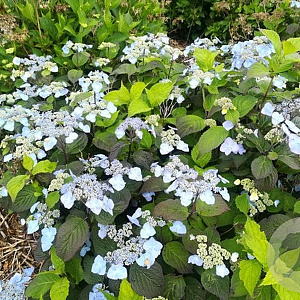Hydrangea serrata yesoensis GM 2,0L