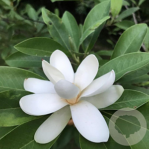 Magnolia 'Ice Crystal' GM 2,0L