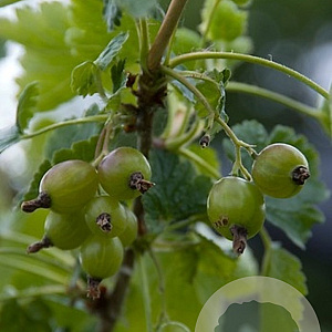 Ribes u.-c. Hinnonmäki Grön 60-65 cm rozenpot 2L